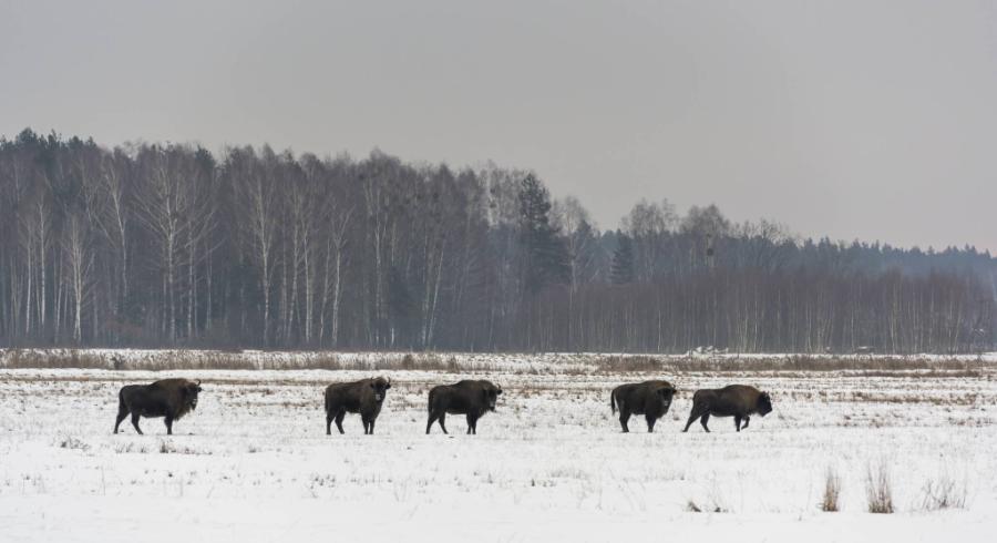  Żubry w Białowieskim Parku Narodowym. (Fot. istock)