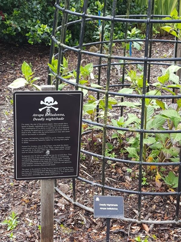 W Poison Garden rośnie pokrzyk wilcza jagoda (Atropa belladonna) z fioletowymi kwiatami podobnymi do dzwonków. Niegdyś damy wyciskały z nich sok i wkraplały do oczu, by uwodzicielsko rozszerzyć  źrenice. W efekcie pomału traciły wzrok. (Fot. materiały prasowe)