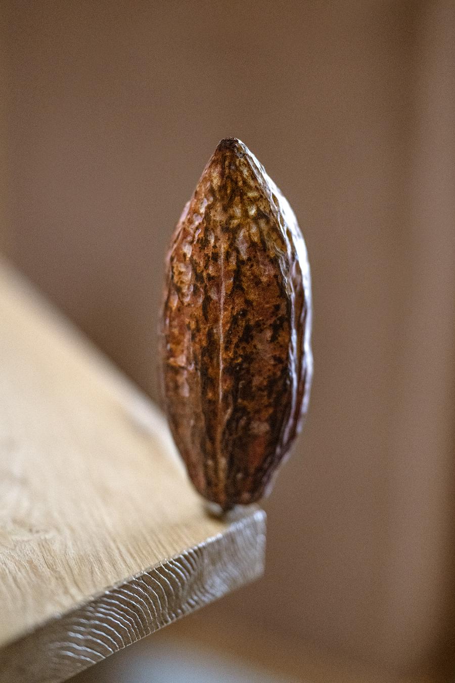 Owoc kakaowca. To w nim w białej pulpie ukryte są ziarna, z których powstaje kakao. (Fot. Michał Leja)