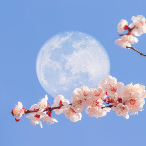 Majowa pełnia Księżyca (Fot. iStock)