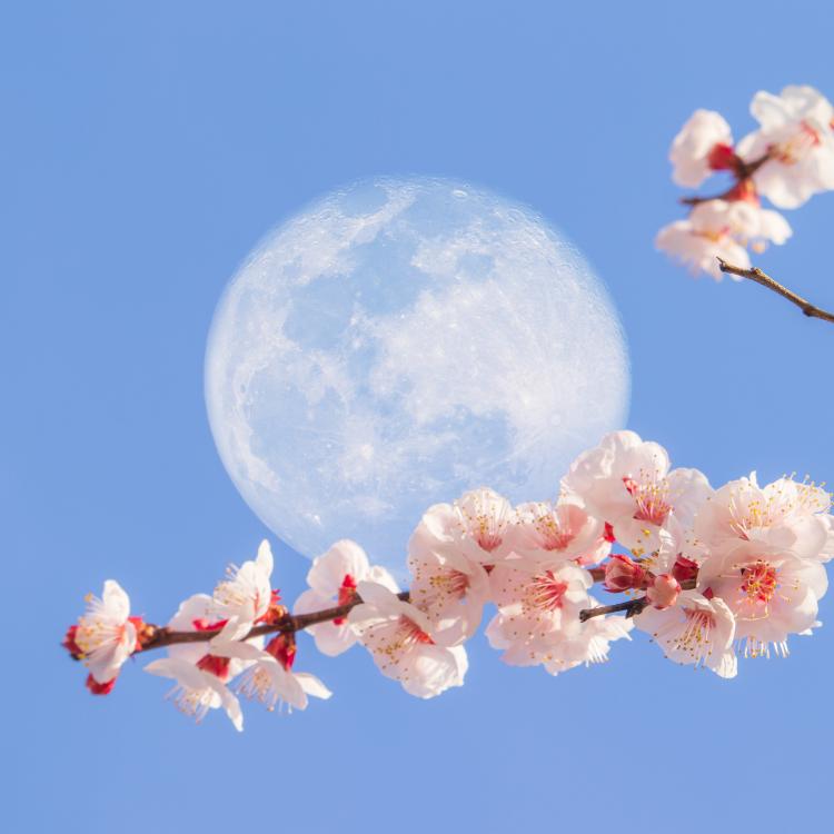 Majowa pełnia Księżyca (Fot. iStock)