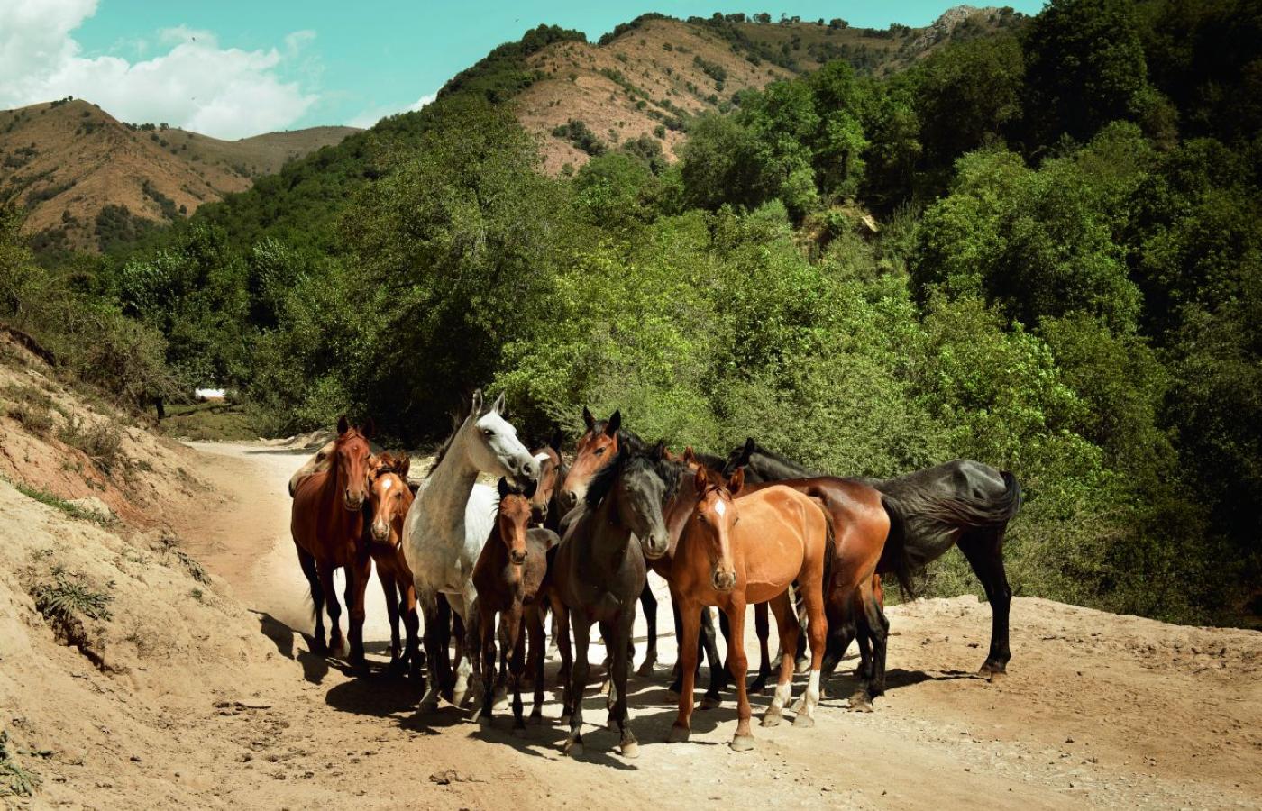  Kirgistan. Zwierzęta na wolności, w tym konie, zrobiły na nas podczas podróży największe wrażenie. (Fot. Karolina Jonderko)