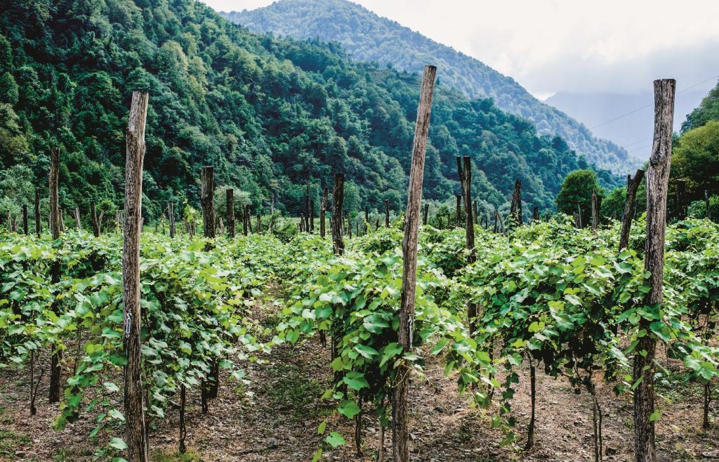 Gruzini są przekonani, że to na ich ziemiach rozpoczęła się produkcja wina. (Fot. iStock)
