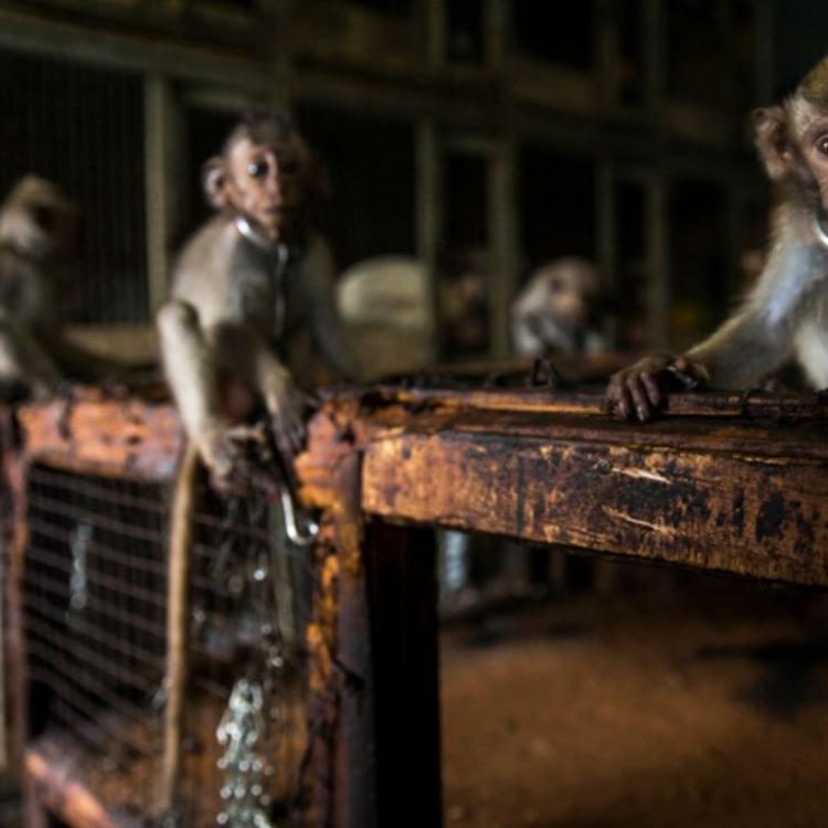 Małpki makaki długoogonkowe do kupienia na targu zwierząt Denpasar, Bali. 
Pierwsza nagroda w kategorii „Człowiek i natura”. Zdjęcie zatytułowane „Samotne\