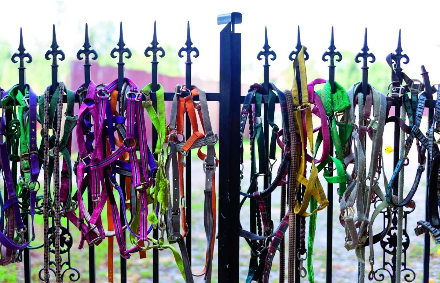 Nieużywane kantary, symbol wyzwolenia koni z dominacji człowieka, na ogrodzeniu folwarku (Fot. Agnieszka Rodowicz)