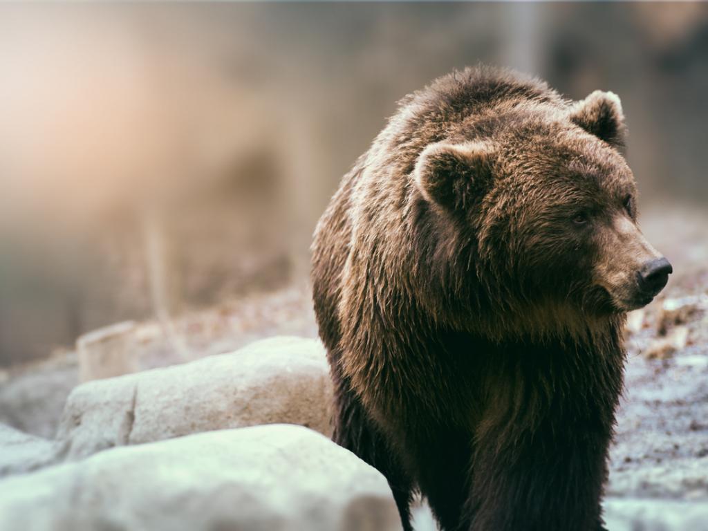 </a> Niedźwiedzi jest najwięcej. Ten najbardziej popularny chronotyp charakteryzuje się pogodnością i otwartym usposobieniem. (fot. iStock)