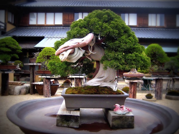  To drzewko bonsai ma ponad 800 lat i jest jednym z najdroższych na świecie. (Fot. dzięki uprzejmości Shunkaen Bonsai Museum)