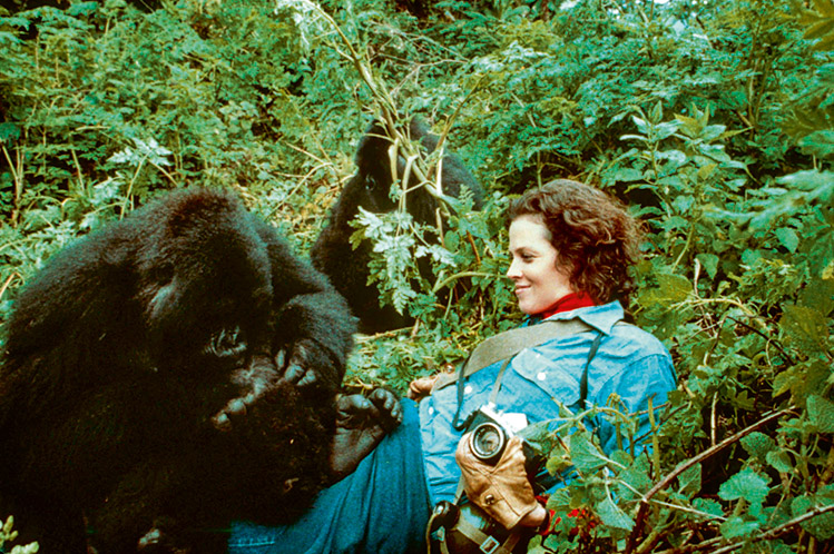 Sigourney Weaver jako Dian Fossey, znana amerykańska badaczka goryli górskich w filmie „Goryle we mgle” (Fot. BEW Photo)