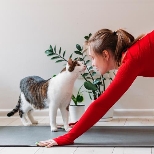 Joga z kotem to idealna rozrywka dla miłośników tych czworonogów. (Fot. iStock)