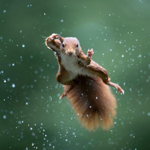 (Fot. Alex Pansier, The Comedy Wildlife Photography Awards)