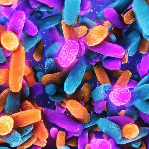 Bakterie Lactobacillus w jelicie człowieka (Fot. iStock)