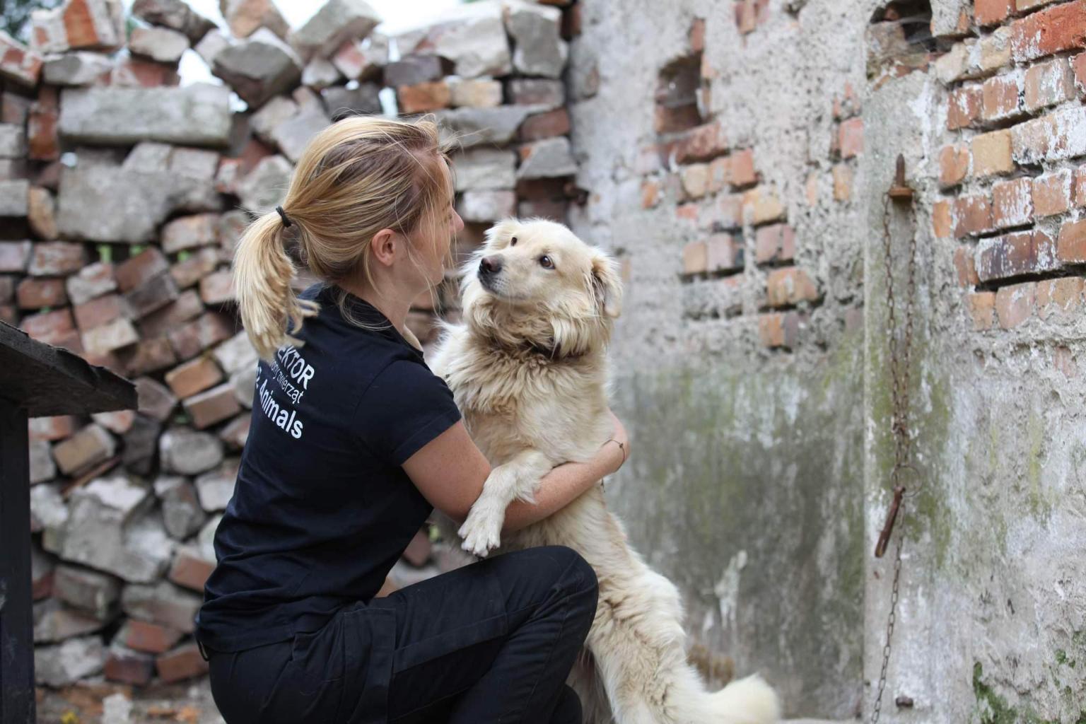 Pies odebrany podczas interwencji przez inspektorów OTOZ Animals (Fot. materiały partnera)