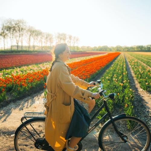 Holandia w kwietniu i maju rozkwita za sprawą tulipanów wszystkimi barwami tęczy.(Fot. Getty Images)
