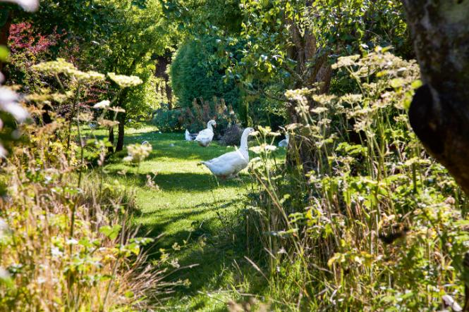 Mary Reynolds: Namawiam do tego, by część ogrodu zosyawić po prostu naturze. Niech na tym skrawku dzieje się co chce. (Fot. Getty Images)
