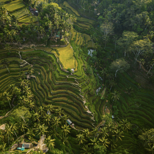 Mozaika pól ryżowych, otoczonych zielonymi górami w Wietnamie. (materiały partnera)
