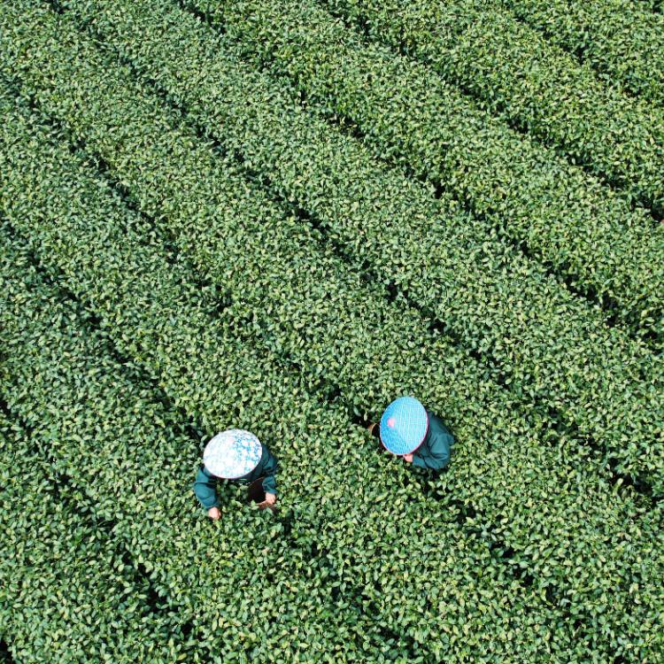 Pierwsze zbiory herbaty w tym sezonie – rolnicy zbierają liście herbaty w ogrodzie herbacianym w Hangzhou we wschodniej prowincji Zhejiang w Chinach. (Fot. Forum)