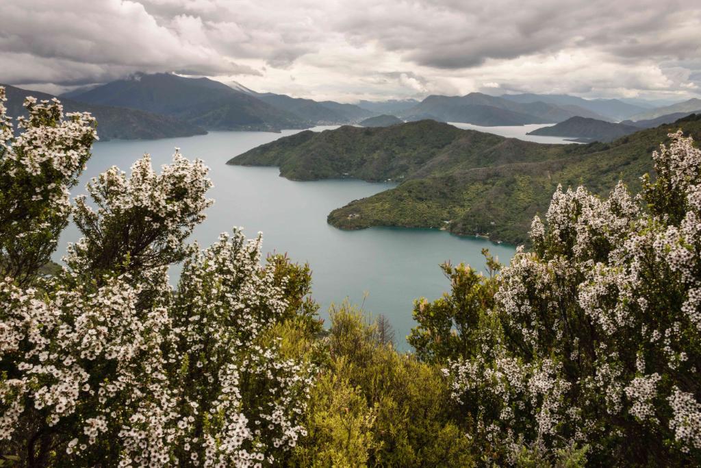 Słowo „manuka” to maoryska nazwa wiecznie zielonego krzewu <em>Leptospermum scoparium</em> porastającego dziewicze tereny Nowej Zelandii oraz Australii. (Fot. iStock)